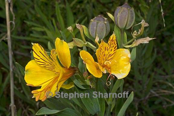 alstroemeria aurea 1 graphic